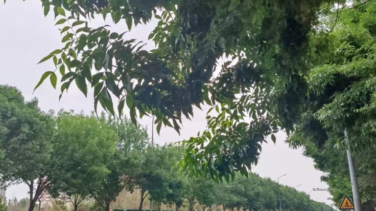 RTK Fix Ratio Under Tree Canopy and Rain: HB56 / HB56H Field Review