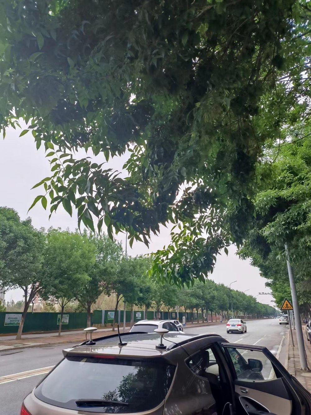 RTK test site under roadside tree canopy with GNSS antennas on the vehicle roof